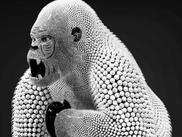 gorille blanc contraste eddy maniez